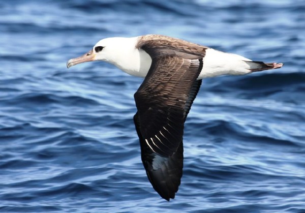 Laysan Albatross